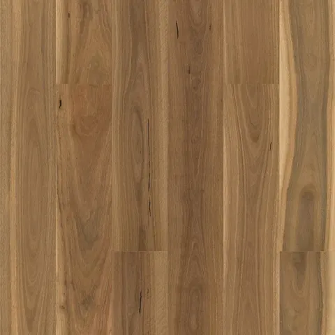 004T153158BSG Australian Spotted Gum hardwood swatch